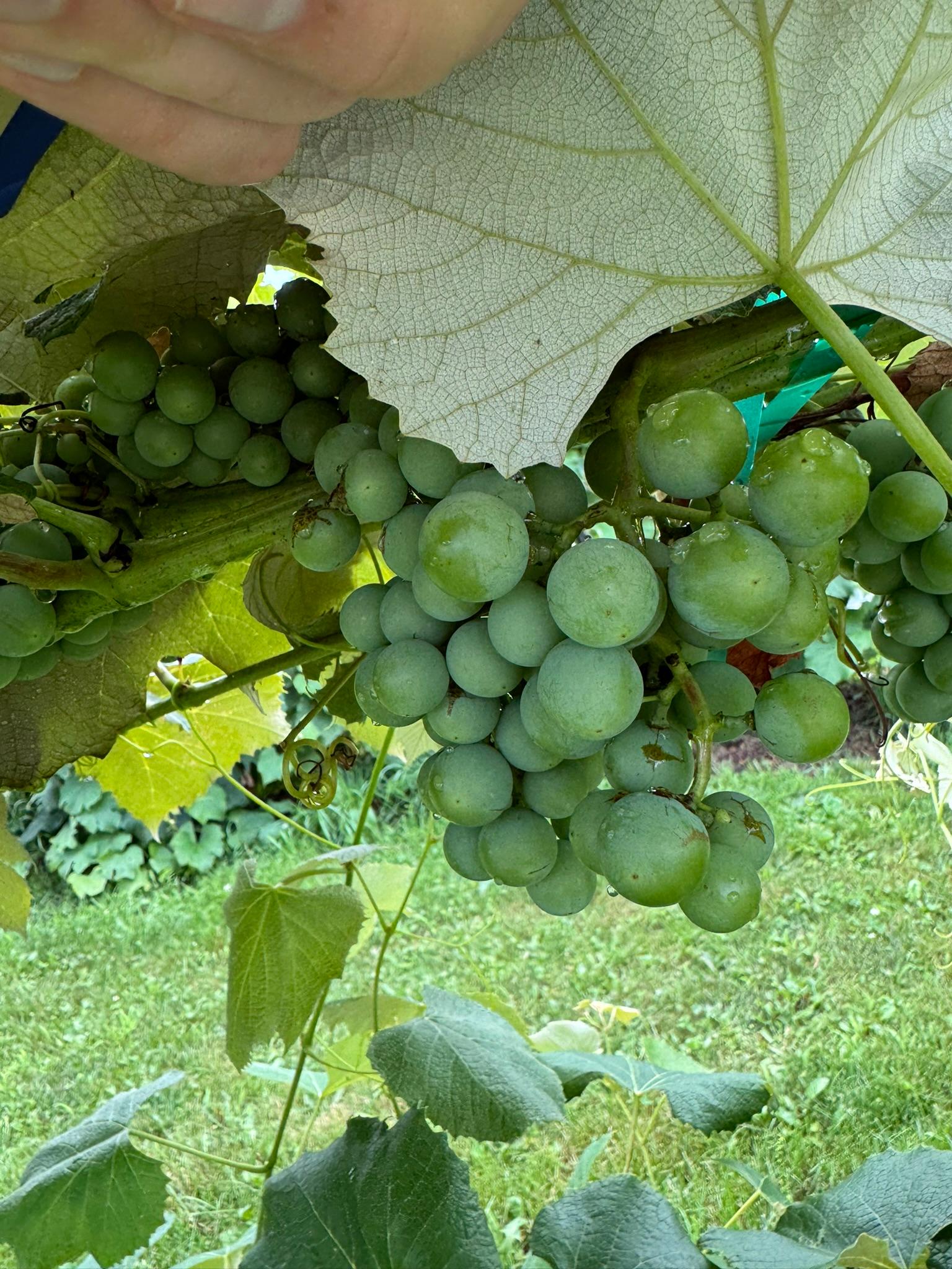 green grapes on a vine